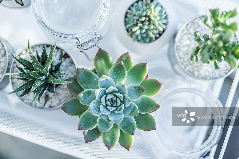 盆栽植物特写图片素材