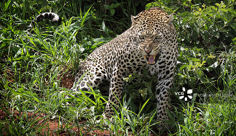 愤怒的豹子朝我们咆哮图片素材