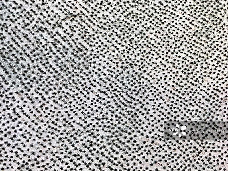 格陵兰鲨鱼皮特写图片素材