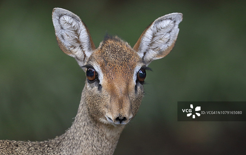 柯氏犬羚肖像特写图片素材