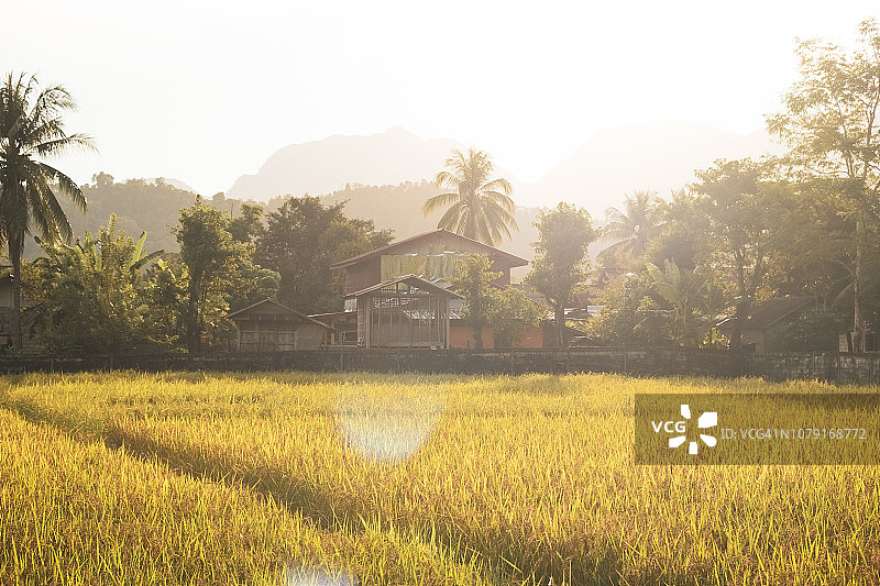 老挝万荣阳光下的稻田图片素材