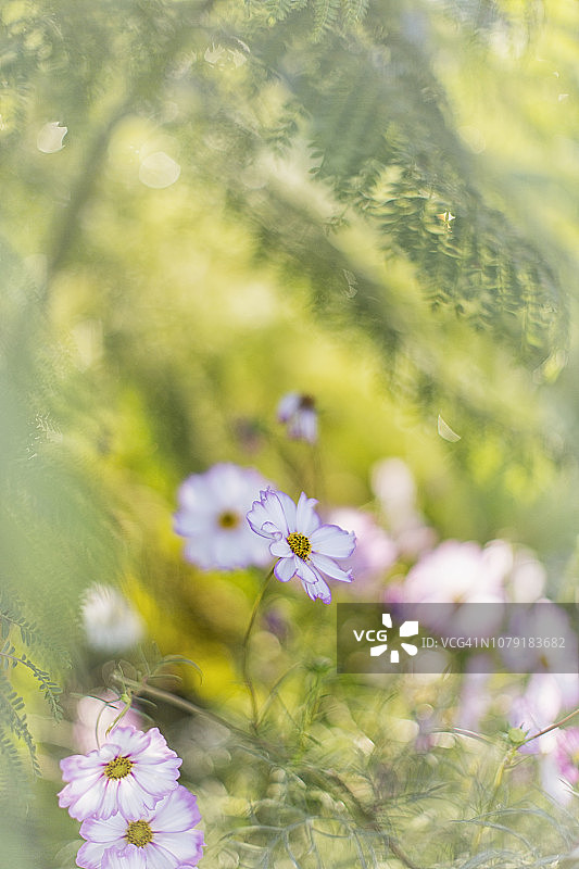 蓝花楹树下的波斯菊图片素材