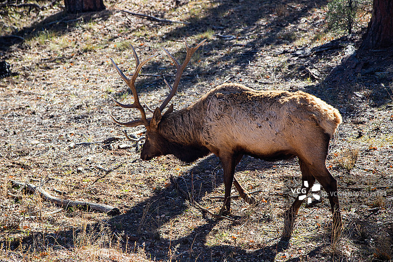 科罗拉多大峡谷国家公园里长着大角的鹿图片素材