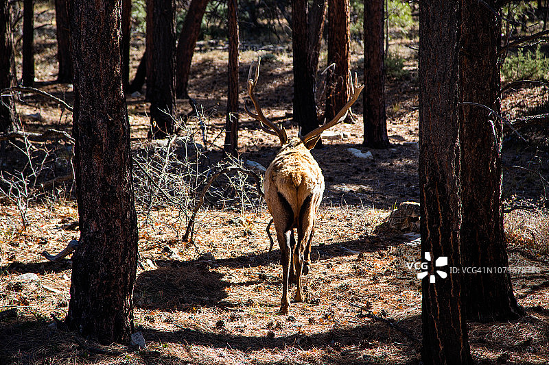 科罗拉多大峡谷国家公园里长着大角的鹿图片素材
