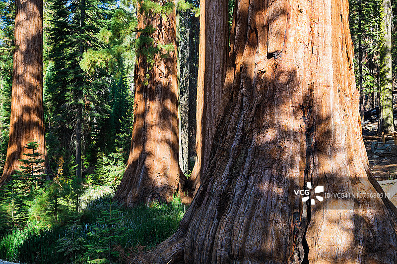 优胜美地国家公园马里波萨林的巨型红杉图片素材