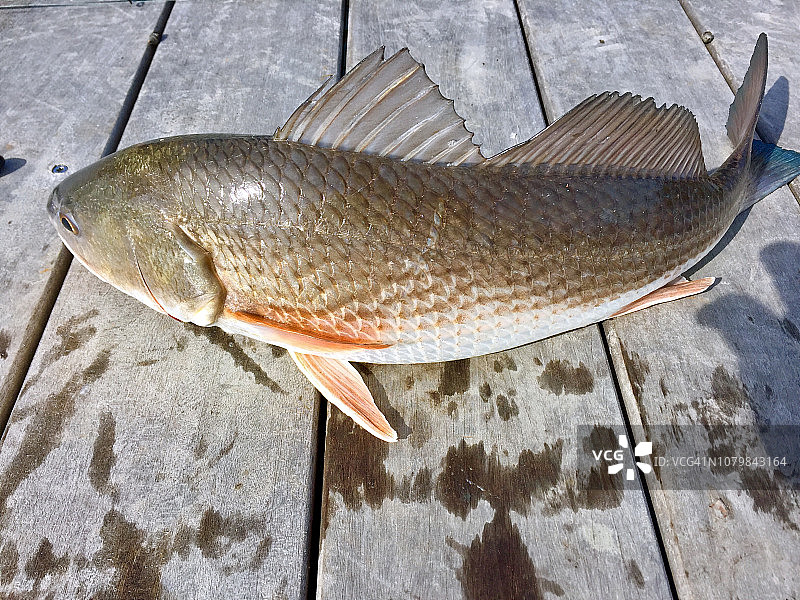 码头上的红鱼图片素材