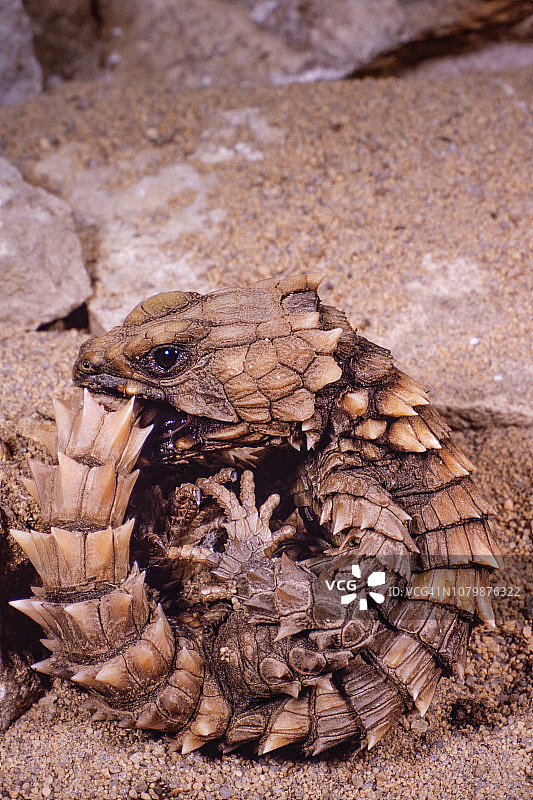 犰狳蜥蜴图片素材