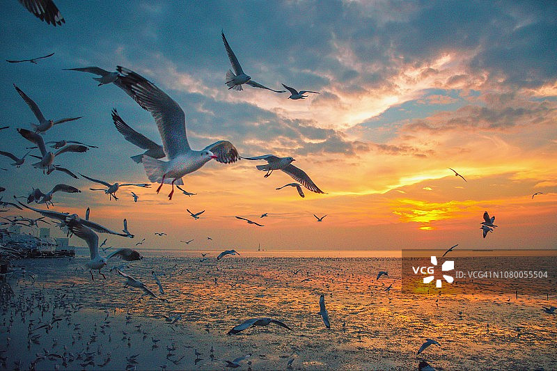 泰国日落时分海鸥在海上飞翔的风景图片素材