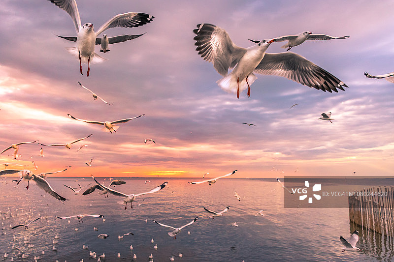 泰国日落时分海鸥在海上飞翔的风景图片素材