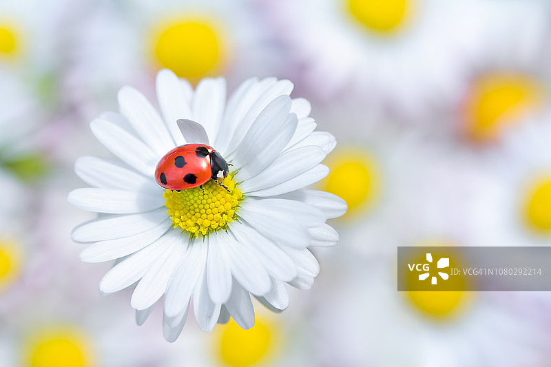 雏菊花上的瓢虫图片素材