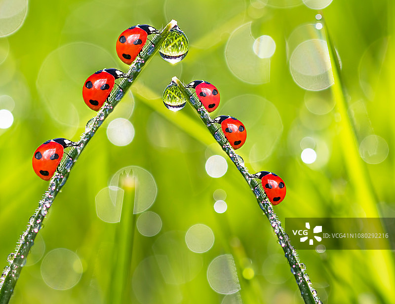 草叶上的瓢虫图片素材