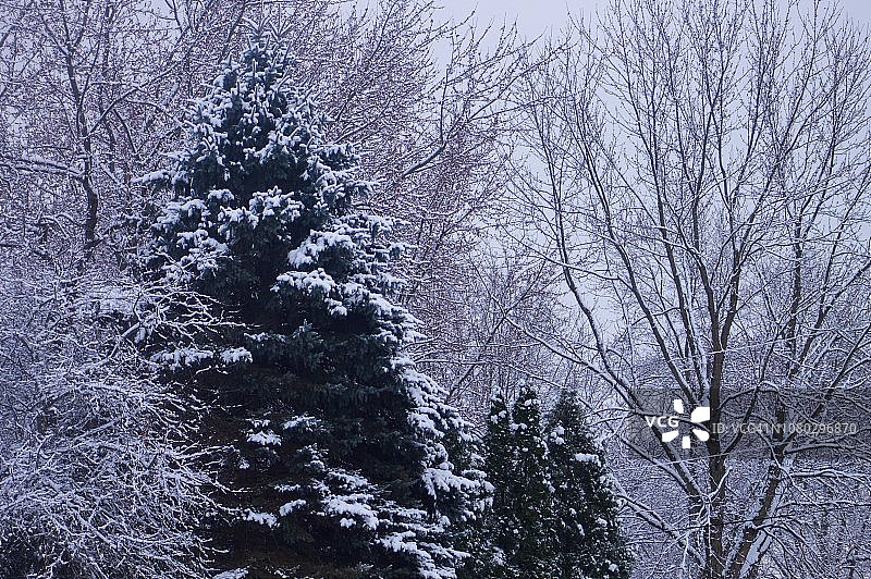 雪景森林图片素材