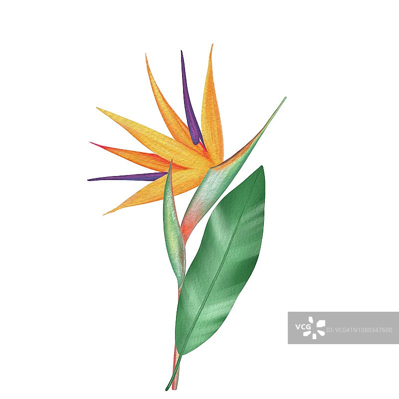 天堂鸟，鹤望兰图片素材