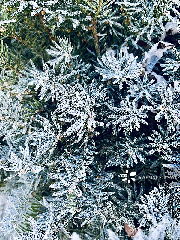 结霜的常绿灌木图片素材