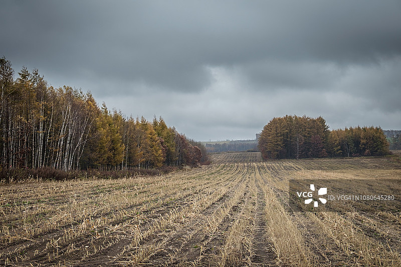 等待冬天图片素材