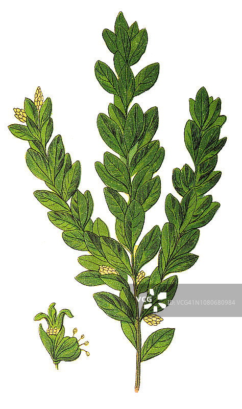 常绿黄杨图片素材