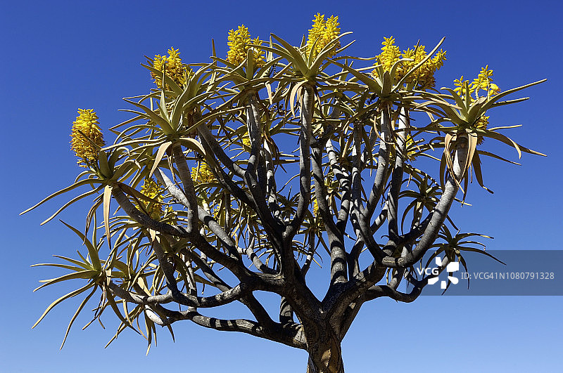 南非开花的箭袋树图片素材