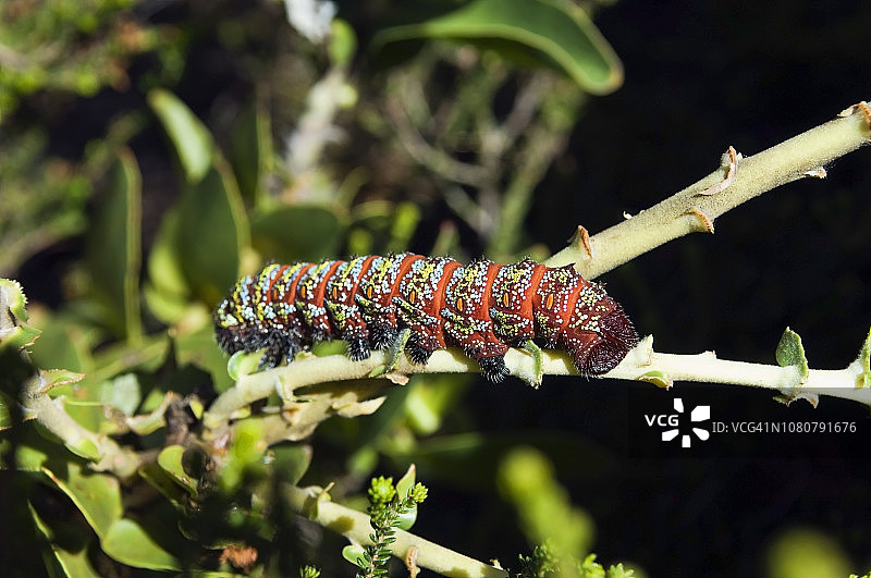 蝴蝶和蛾的幼虫：毛毛虫图片素材