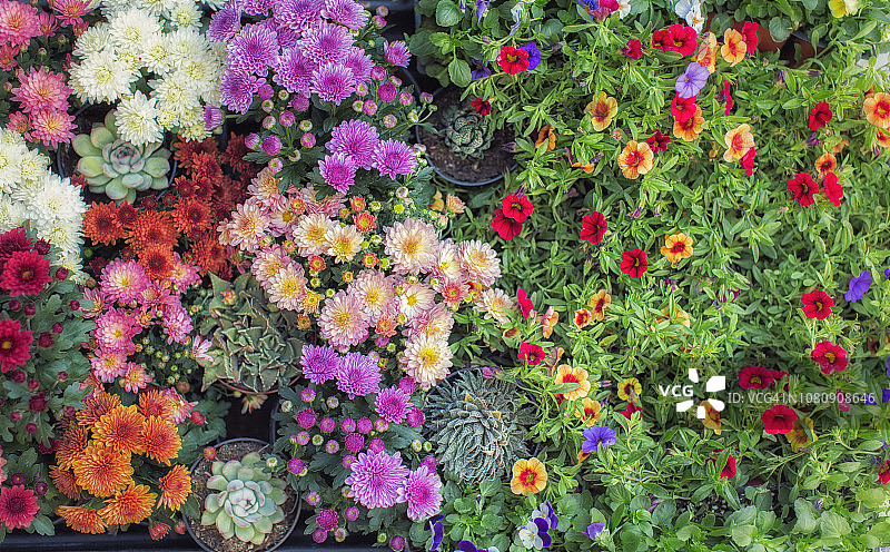 马车上的什锦彩色鲜花图片素材