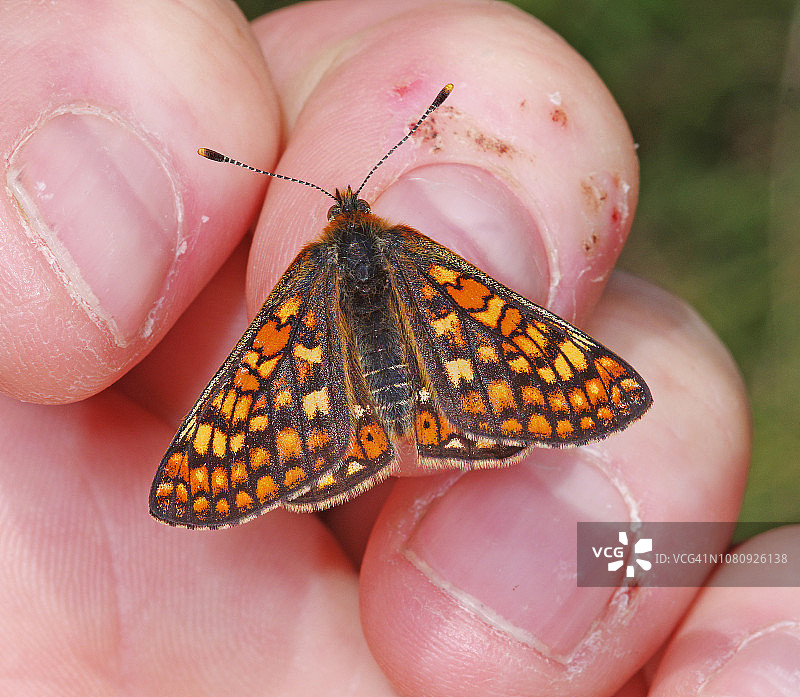 欧律阿莉娅玄灰蝶图片素材