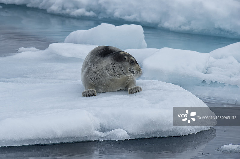髯海豹图片素材