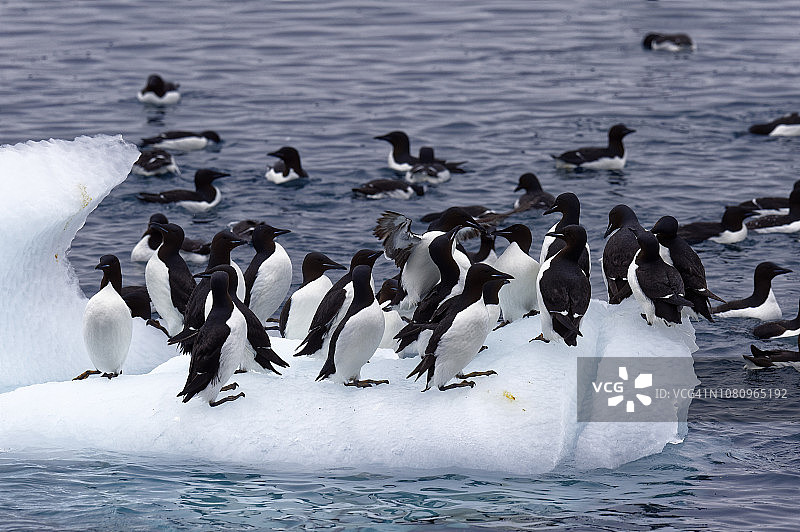 厚嘴海鸦图片素材