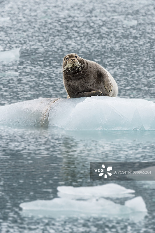 髯海豹图片素材