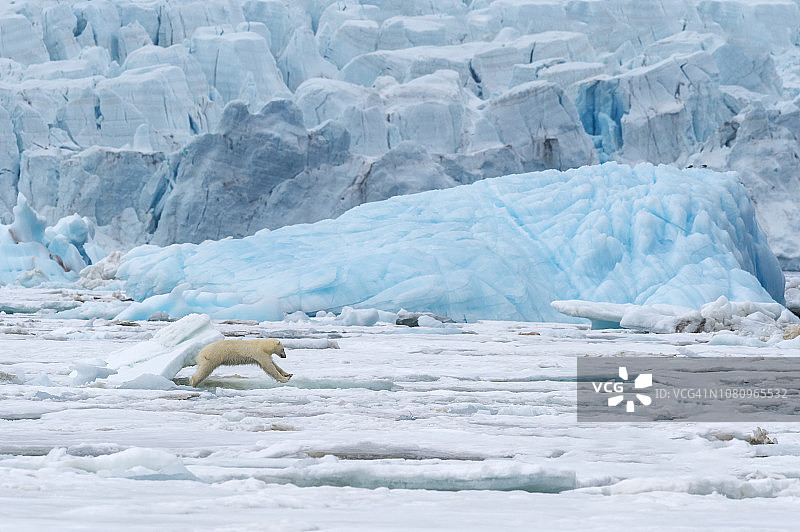 北极熊图片素材