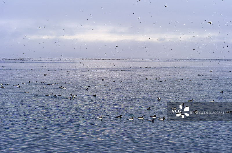 厚嘴海鸦图片素材