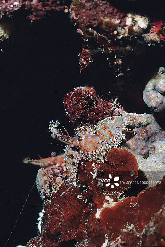 大理石虾图片素材