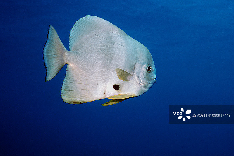 长鳍篮子鱼图片素材
