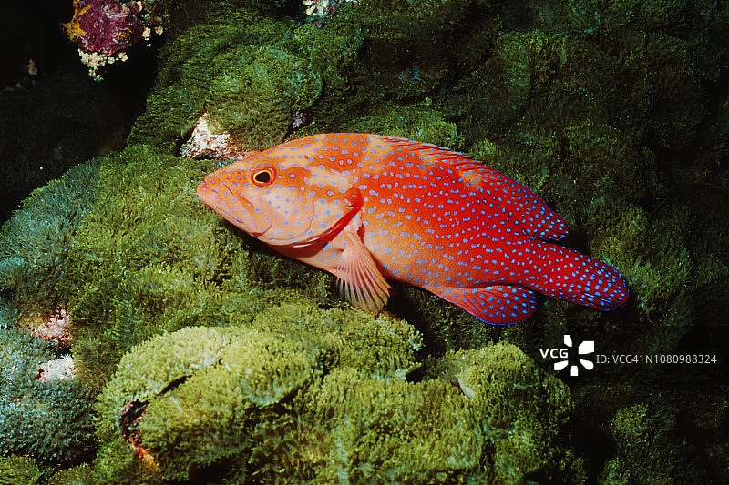 珊瑚鳕鱼图片素材