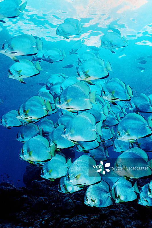 阴影蝙蝠鱼群图片素材