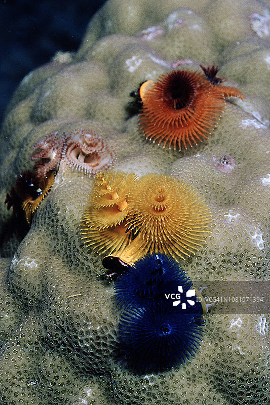 圣诞树虫图片素材