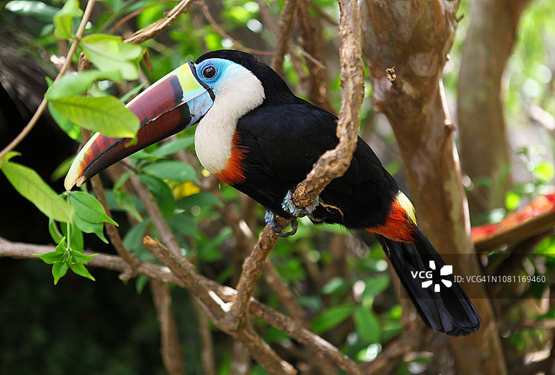 委内瑞拉树枝上的巨嘴鸟图片素材