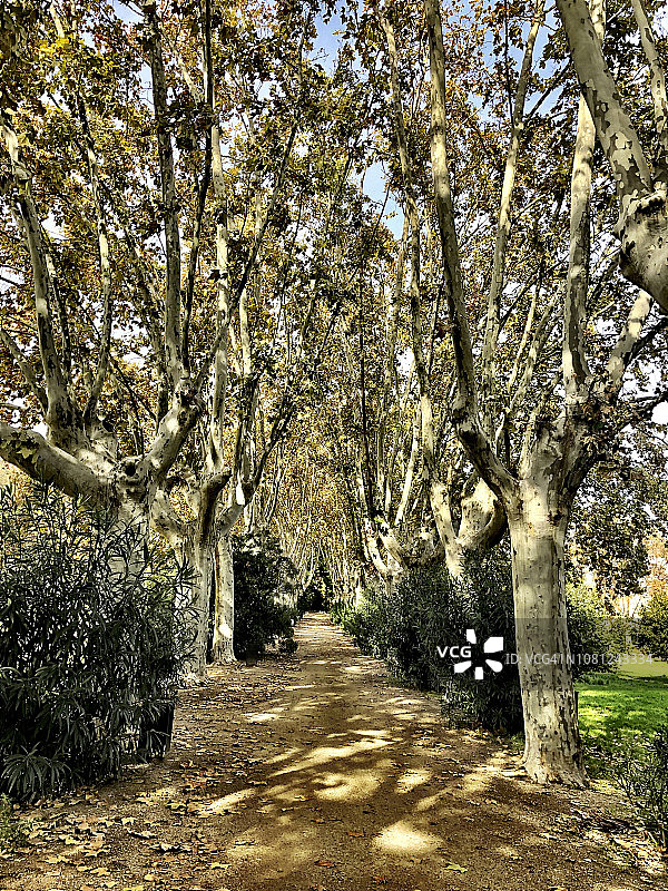 巴达洛纳的悬铃木大道图片素材