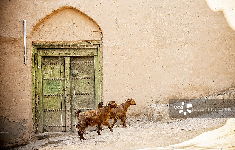 阿曼尼兹瓦附近，Al Hamra村庄的山羊图片素材