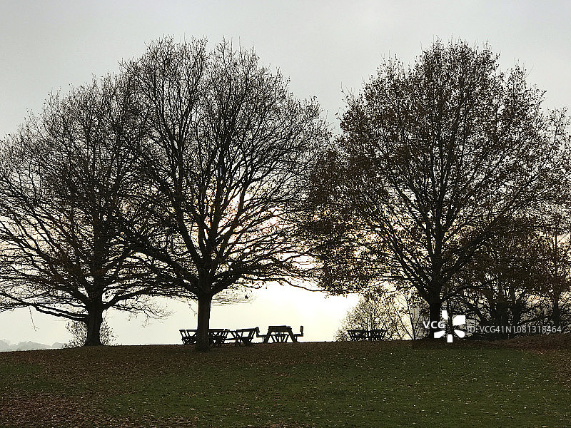 空的野餐长椅和树木轮廓图片素材