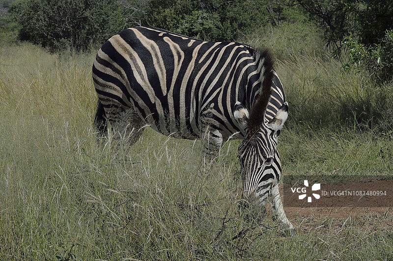 哈特曼山斑马图片素材