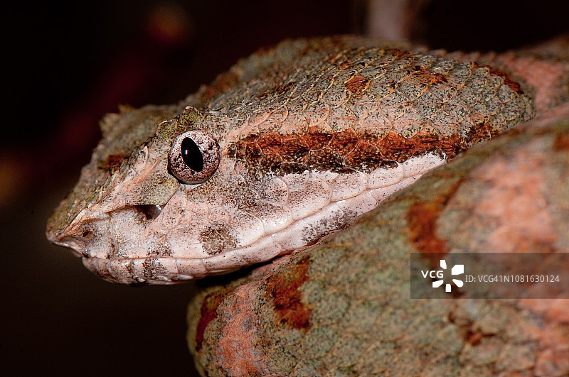 睫毛 viper图片素材