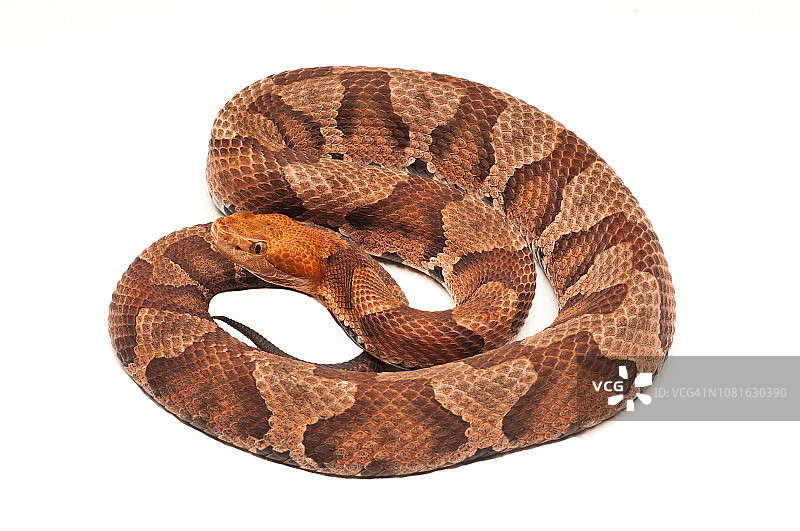 北部铜头蝮蛇图片素材