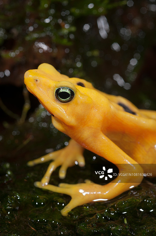 巴拿马金蛙图片素材