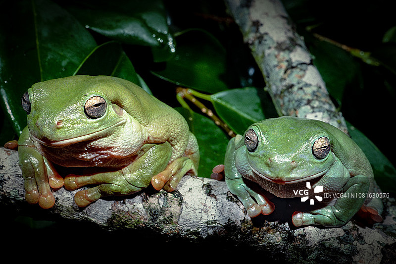 白氏树蛙图片素材