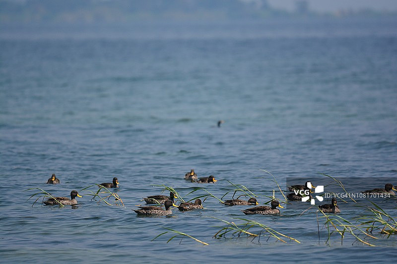 蓝水中的黄嘴鸭图片素材