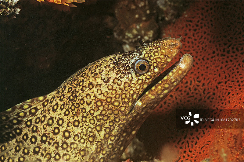 珠宝海鳝特写图片素材