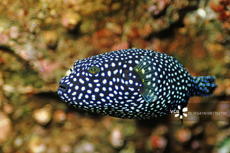 珍珠鸡河豚图片素材