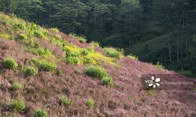 粉色观赏草坡图片素材