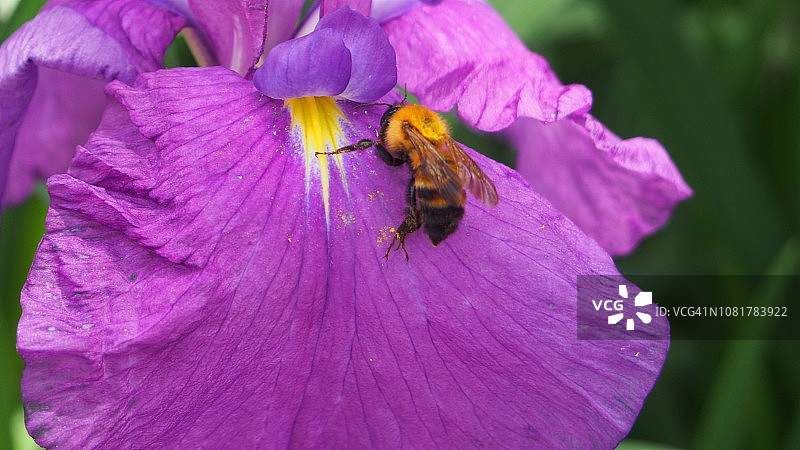 日本鸢尾花上的蜜蜂图片素材