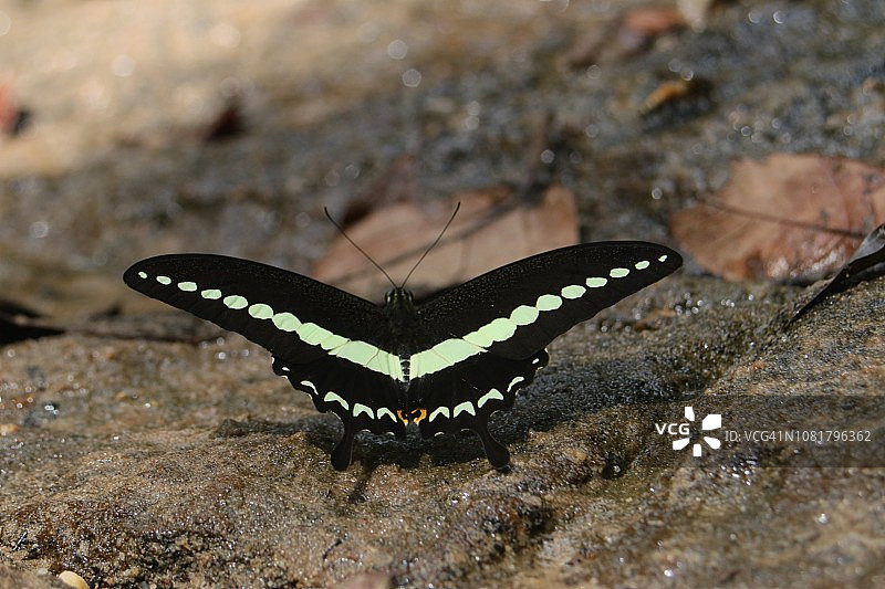 普通绿凤蝶图片素材