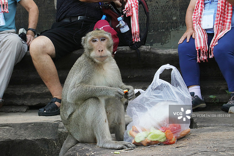 猴子在吴哥窟享用从游客那里抢来的食物图片素材